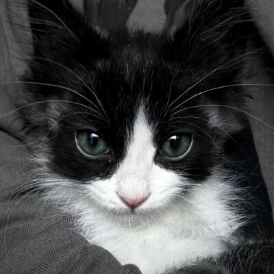 猫猫拯救世界