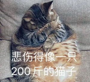 猫猫表情包