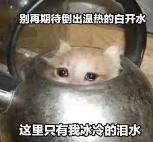 猫猫表情包