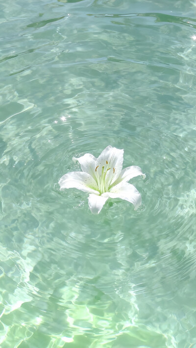 壁纸