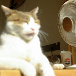 猫猫表情包