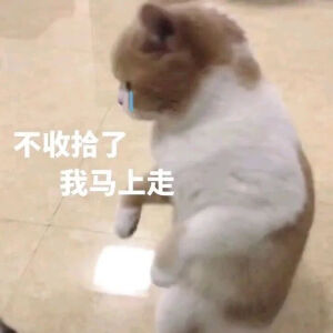 猫猫表情包