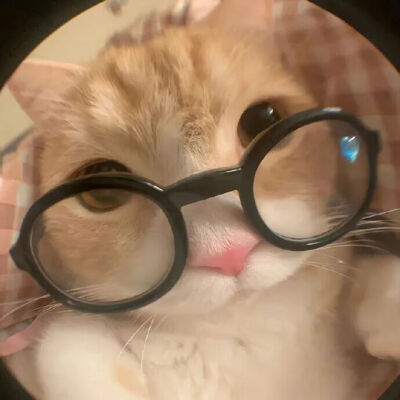 猫猫拯救世界