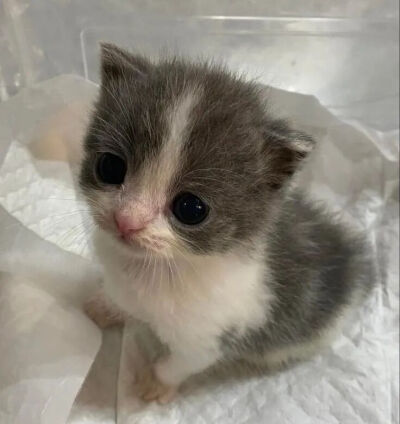猫猫拯救世界