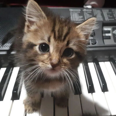 猫猫拯救世界