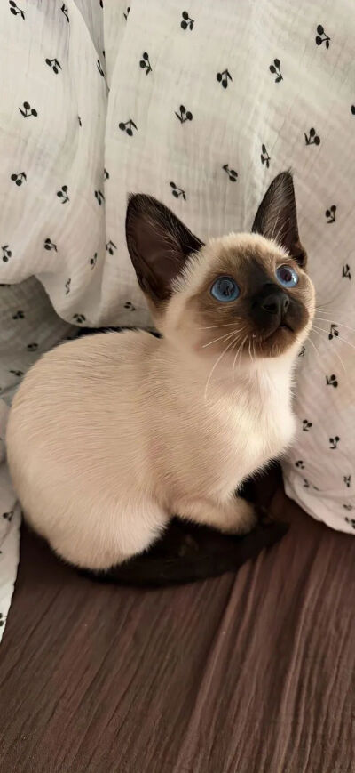 猫猫拯救世界