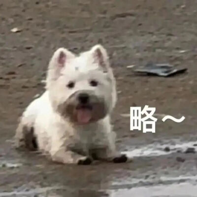 表情包