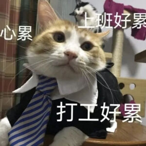 猫猫表情包
