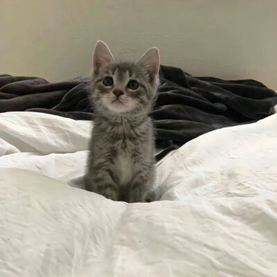 猫猫拯救世界