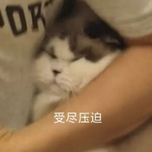 猫猫表情包