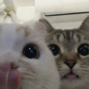 情头