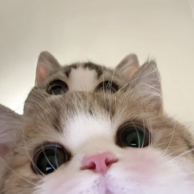 情头