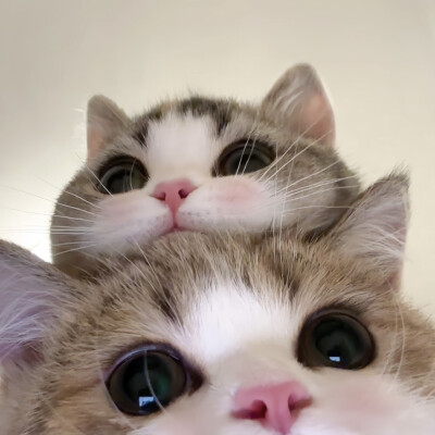 情头