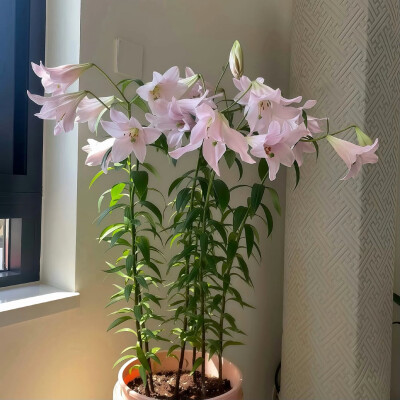 图源ks：偷喝汽水