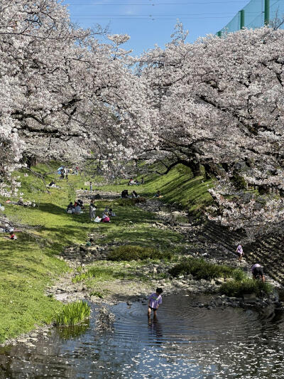 只有日本