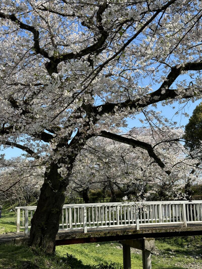只有日本