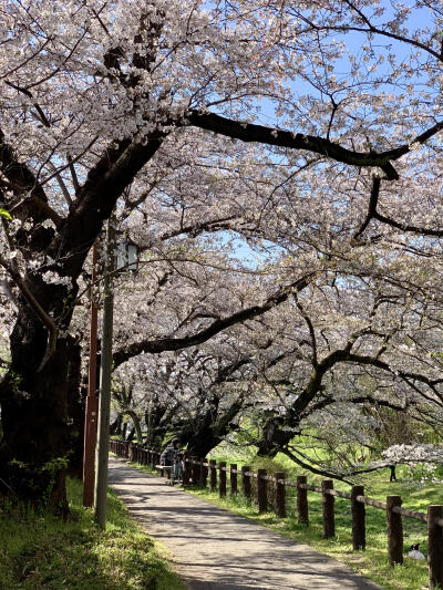 只有日本