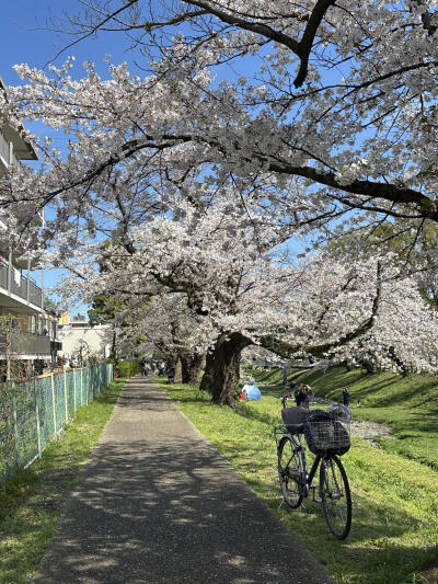 只有日本