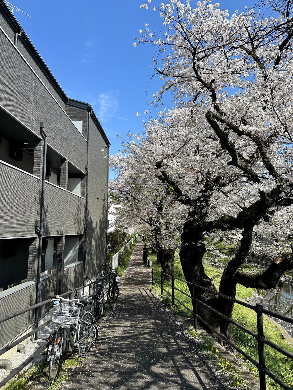 只有日本