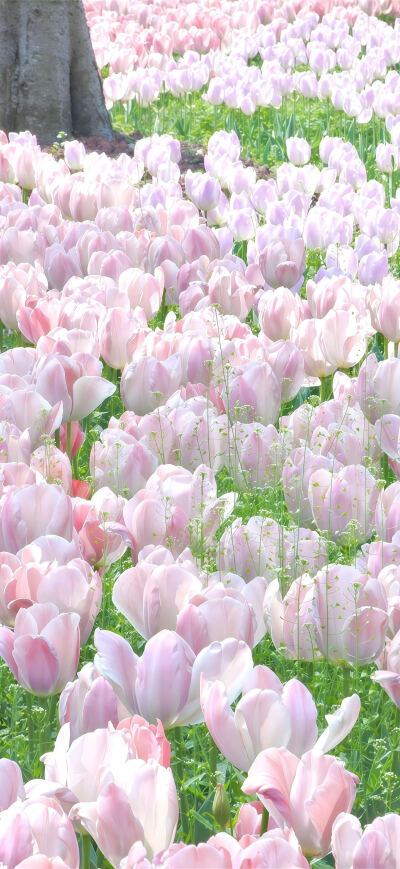 郁金香壁纸