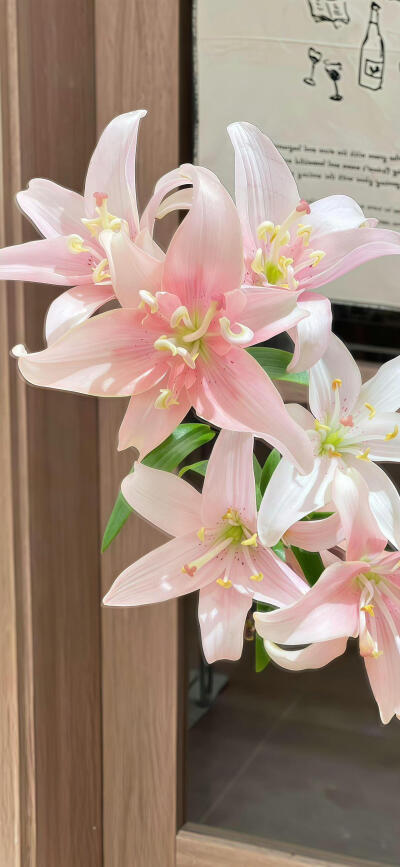 百合花壁纸