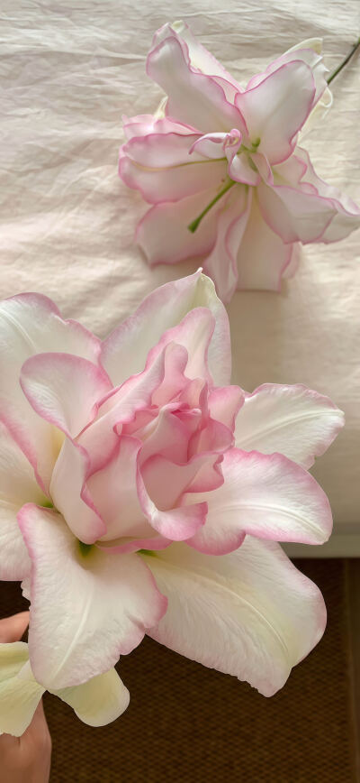 百合花壁纸