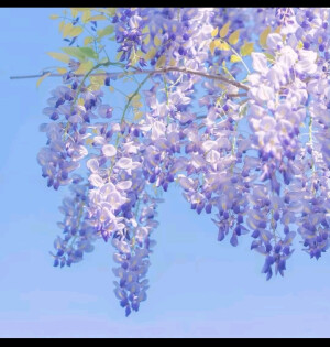 默认专辑
