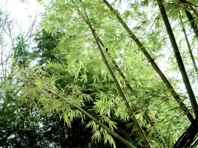美景收藏