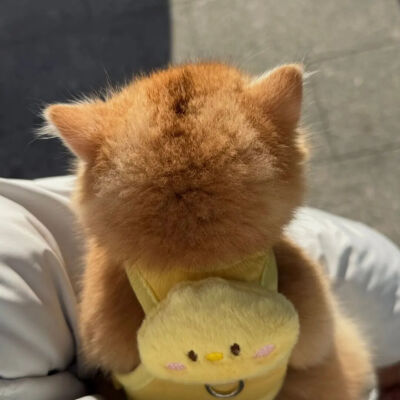 猫猫拯救世界
