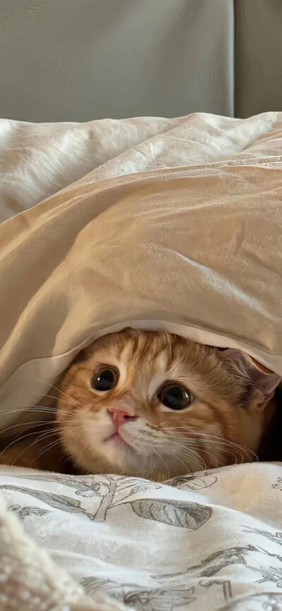 猫猫拯救世界
