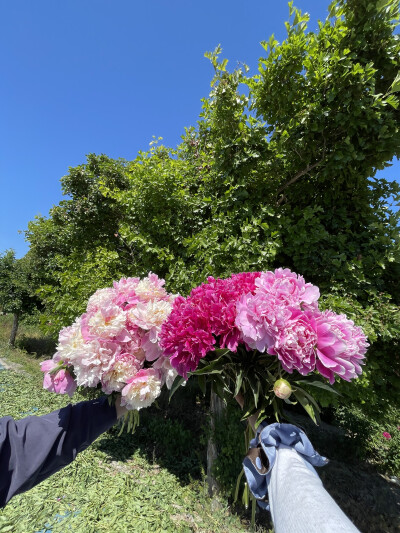 芍药自由