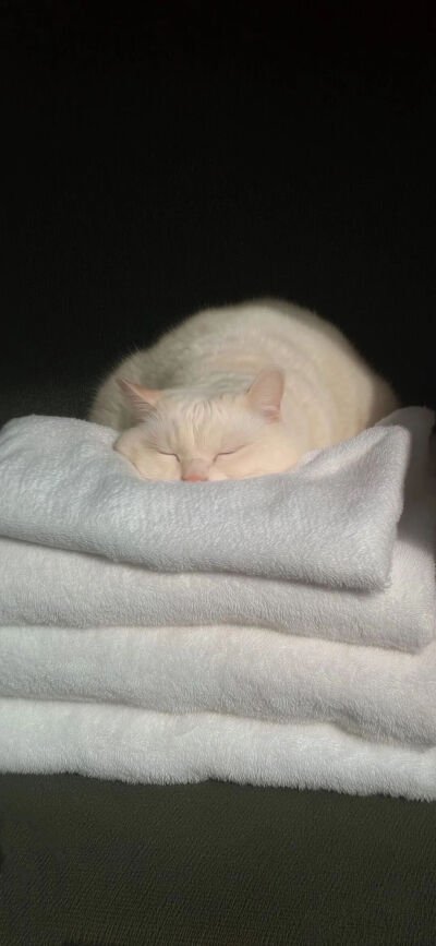 猫猫拯救世界