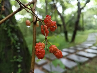 林间桑果垂枝，雨后生机盎然！