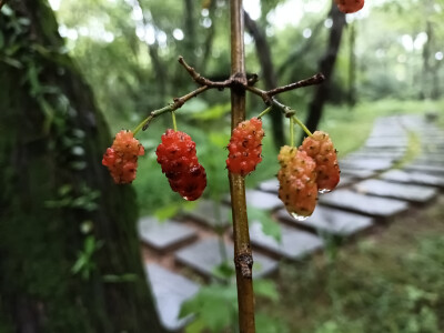林间桑果垂枝，雨后生机盎然！