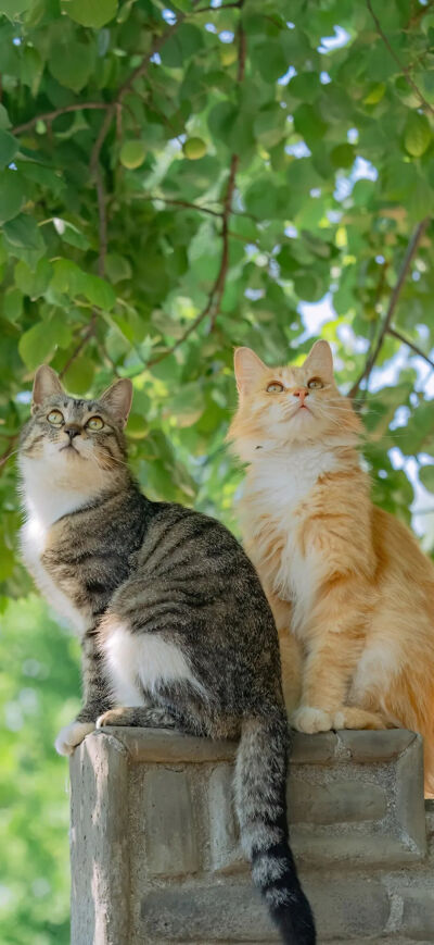 猫猫拯救世界