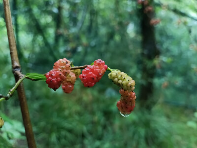 林间桑果垂枝，雨后生机盎然！