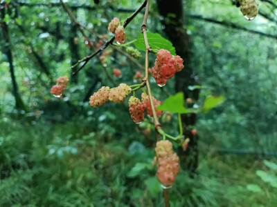 林间桑果垂枝，雨后生机盎然！