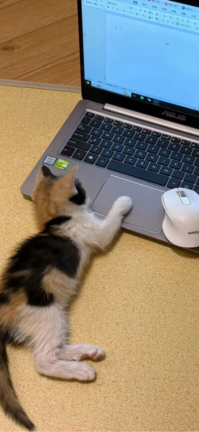 猫猫拯救世界