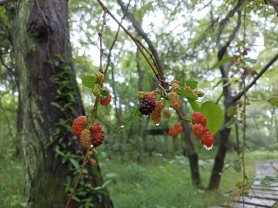 林间桑果垂枝，雨后生机盎然！