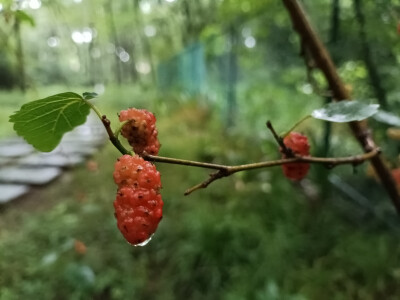 林间桑果垂枝，雨后生机盎然！