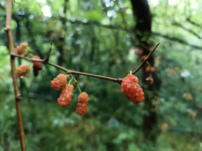 林间桑果垂枝，雨后生机盎然！