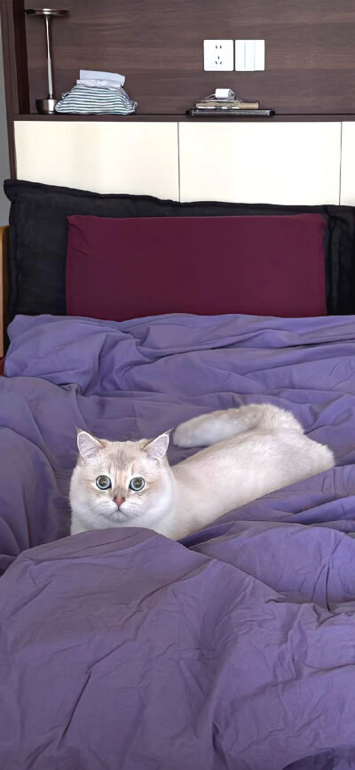 猫猫拯救世界