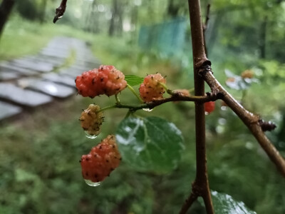 林间桑果垂枝，雨后生机盎然！