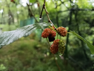 林间桑果垂枝，雨后生机盎然！