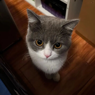 猫猫拯救世界
