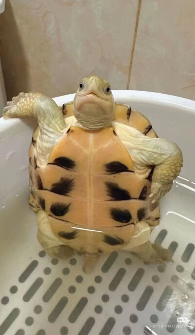 。