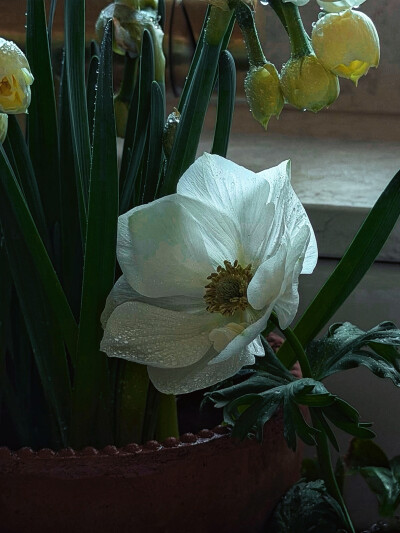 日常
芥末