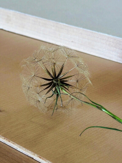日常
芥末
