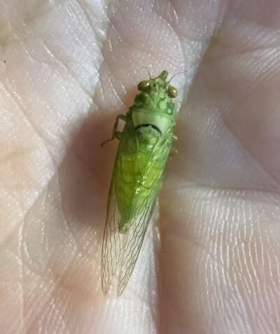 蝉
