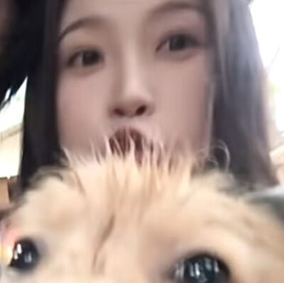 猪狗大战